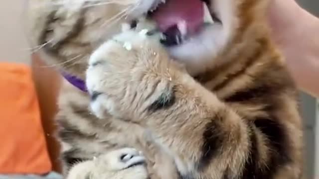 Funniest Cats|Don't try to hold back Laughter|Funny Cats Life..