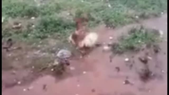 Helpless bird