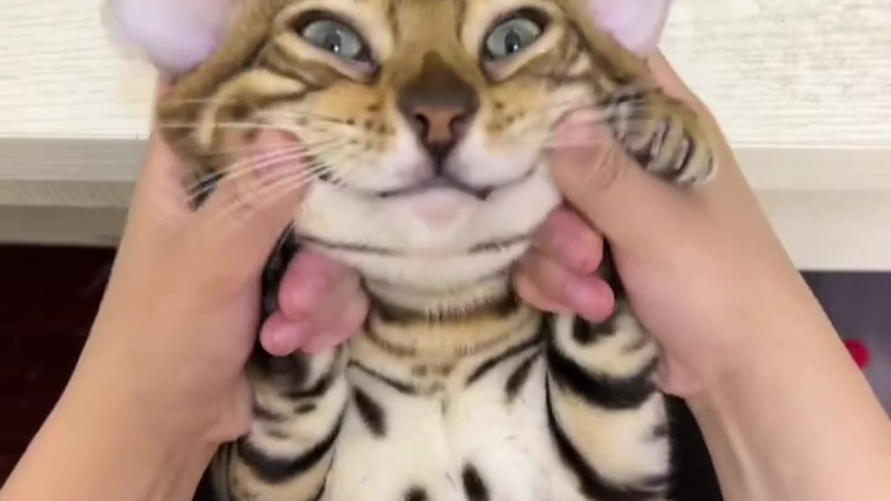 Cat #funny