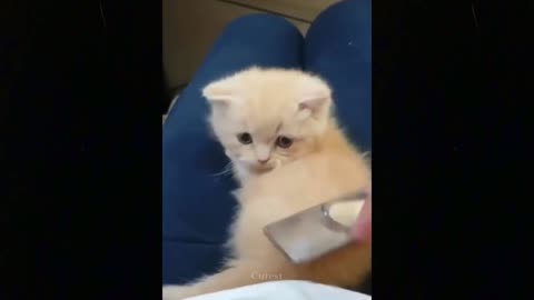 Funny animals [] Try not to laugh compilation 37