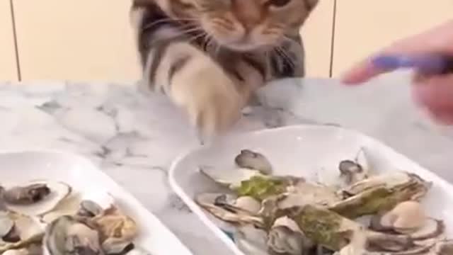 Greedy cat