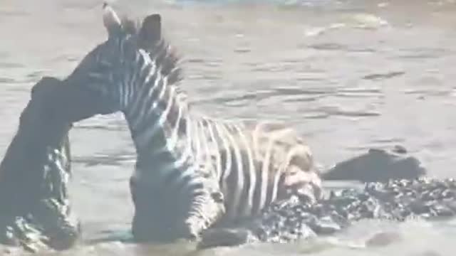 OMG moment caught on camera zebras crossing river crocodiles eat zebra