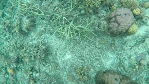 Philippines - The Corals of the Calamian islands