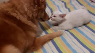 Curious dog and a playful kitten