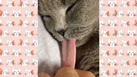 Funny Cat 😺 videos