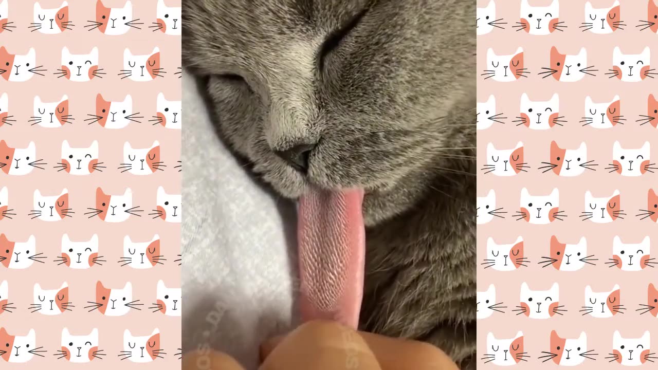 Funny Cat 😺 videos