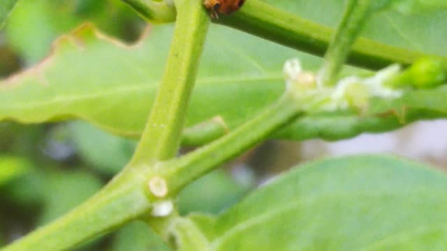 Lovely Bugs Couple