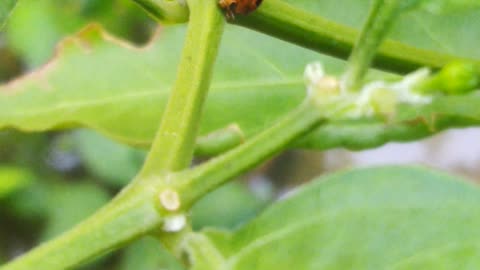 Lovely Bugs Couple