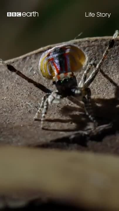 Deadly Spider Dance-Off! 🕷