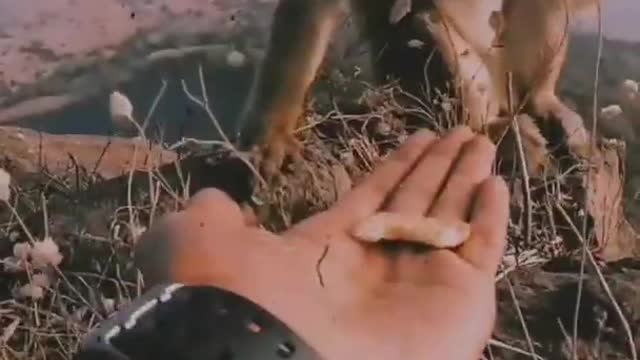 Best video
