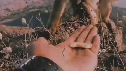Best video