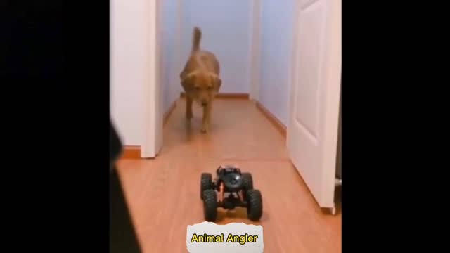 Dog Afraid
