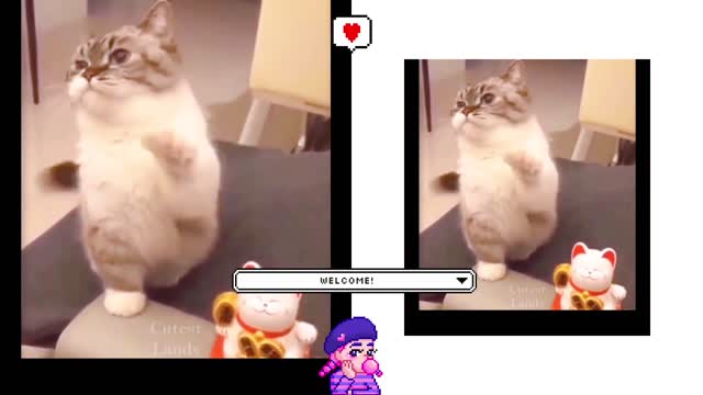 Funny cat 🐈 videos