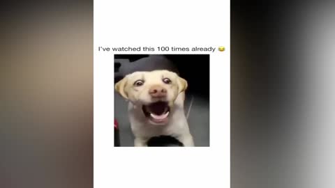 Is this the most beautiful dog in the world? #funnyDog