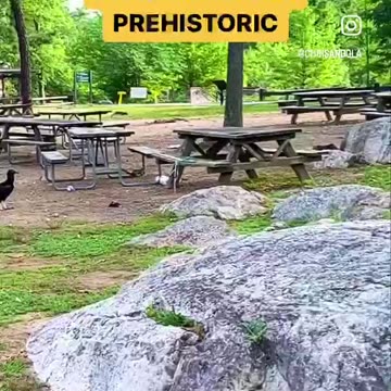 WHAT KIND OF VULTURE?