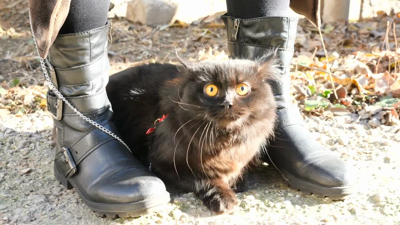 Adorable black maine coon on a leask outside