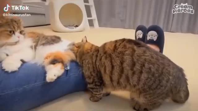 Funniest Cats 😹 - Don't try to hold back Laughter 😂 - Funny Cats Life2