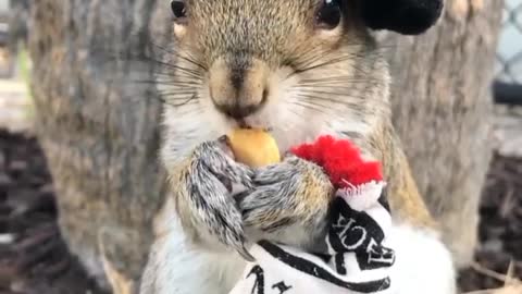 Squirrel look at the lotus of /nice animal