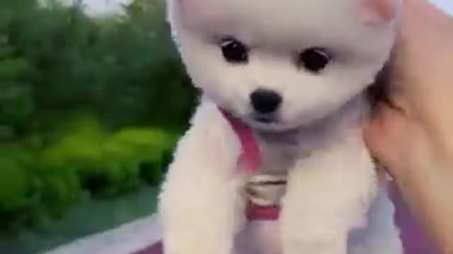 Cute_and_Funny_Pomeranian_Videos_73_#Shorts(