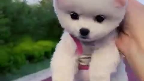 Cute_and_Funny_Pomeranian_Videos_73_#Shorts(