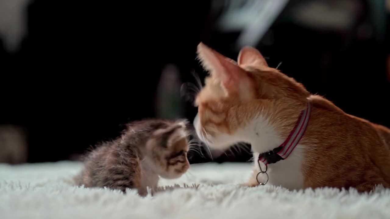 Mom cat playing with cut kitten