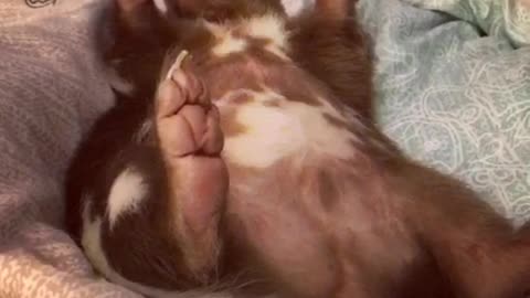 Sleeping brown skunk has hiccups