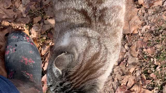 Conversation with my youngest cat Lucky