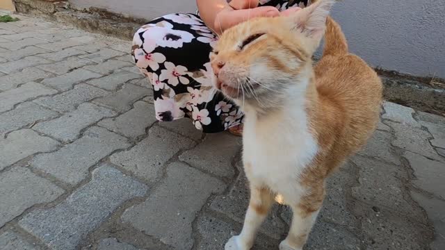 Black cat jumped on the other cat and slapped her