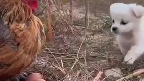 Puppy And Rooster Evergreen Friendship #shorts #shortsvideo #video #viral