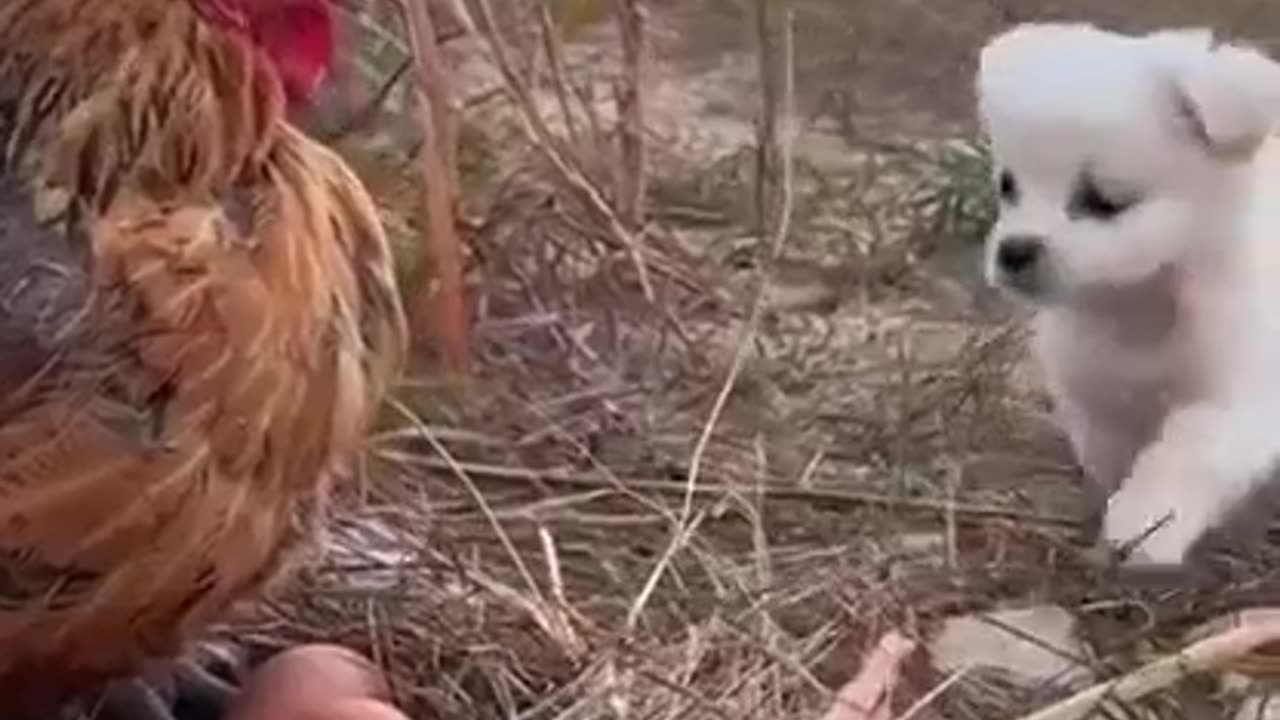 Puppy And Rooster Evergreen Friendship #shorts #shortsvideo #video #viral