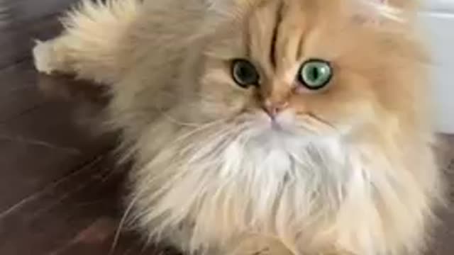 Funnest 🐈🐈 cat video