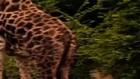 Giraffe Attacked by Lion pride.