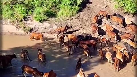 Find the Animal • Grumpy Hippo! How many Maasai cows in the river? Animal quiz • 4th #shorts