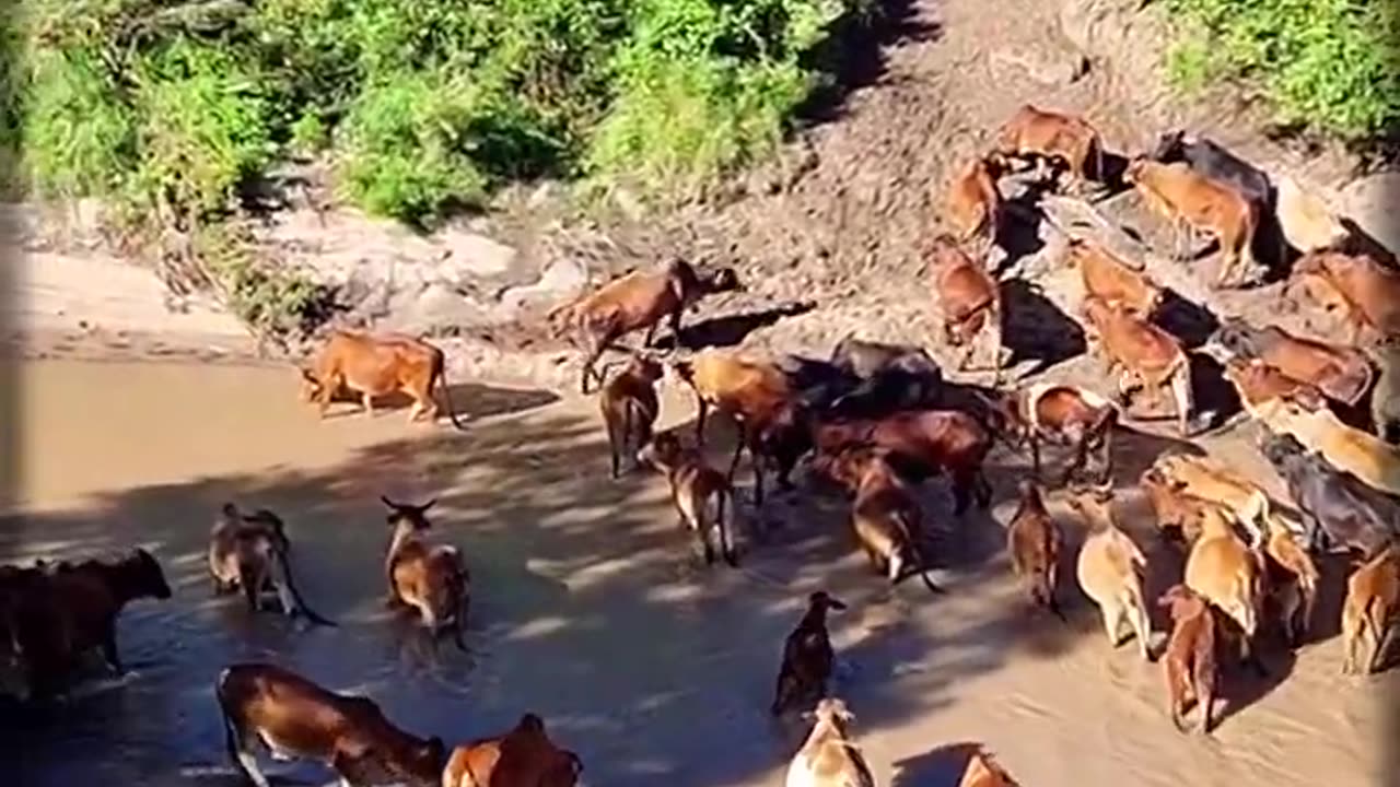 Find the Animal • Grumpy Hippo! How many Maasai cows in the river? Animal quiz • 4th #shorts