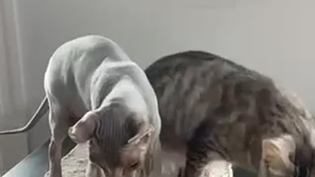 Funny cats are getting crazy