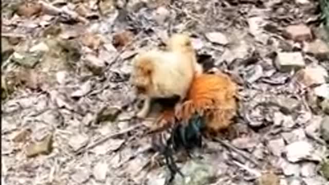 Funny dog and chicken fight video