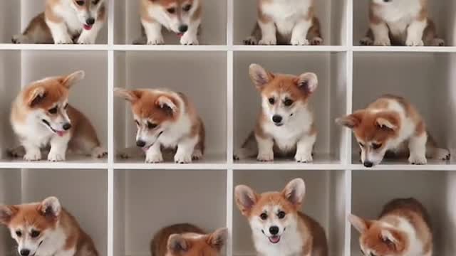 Can I just be a full time corgi puppy wrangler? Is that a thing? 🤔