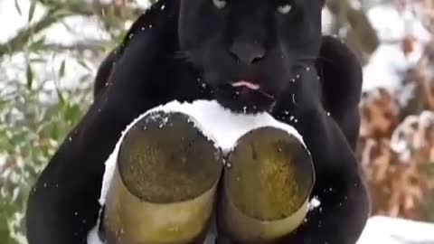 Animal video