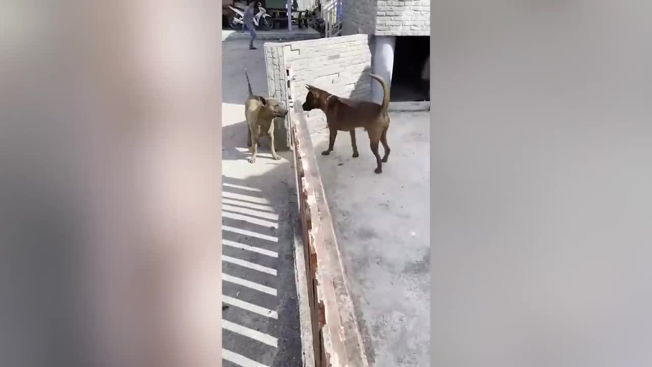 Angry Dogs Don't Actually Want To Fight