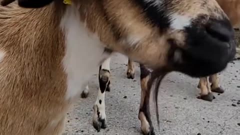 Goat going out for a date with his new girlfriend