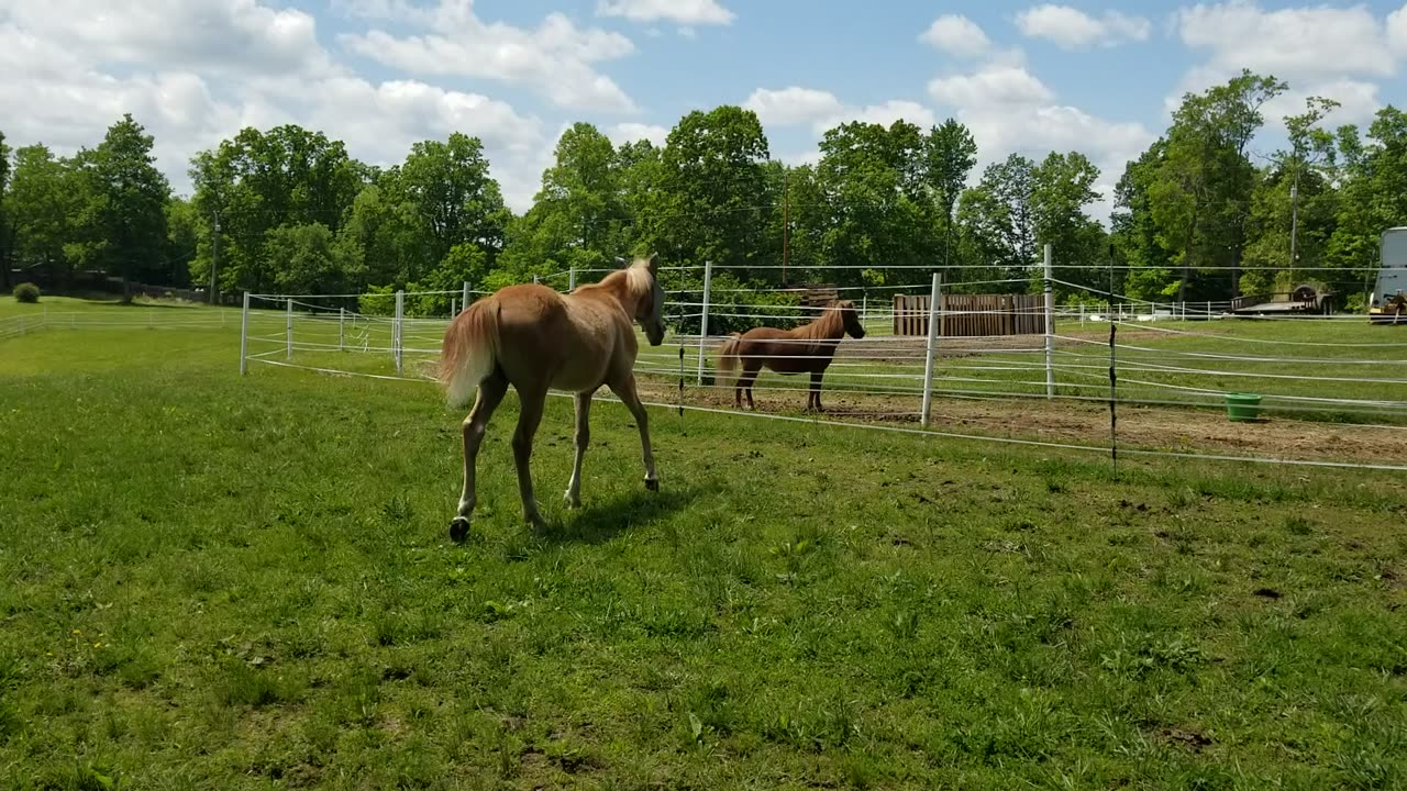 Jumpy buckies