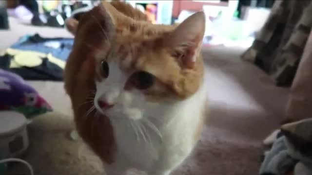 Cat Meows Because His Food Is Low_batch