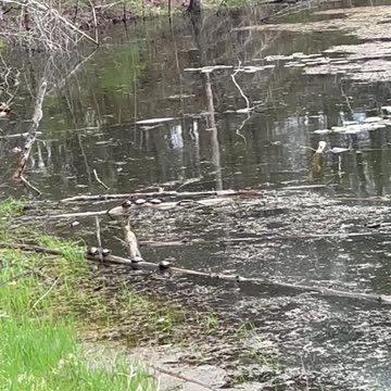 Turtles at Mistwood Golf Course in Northern Michigan