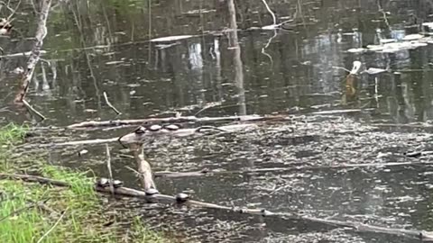 Turtles at Mistwood Golf Course in Northern Michigan