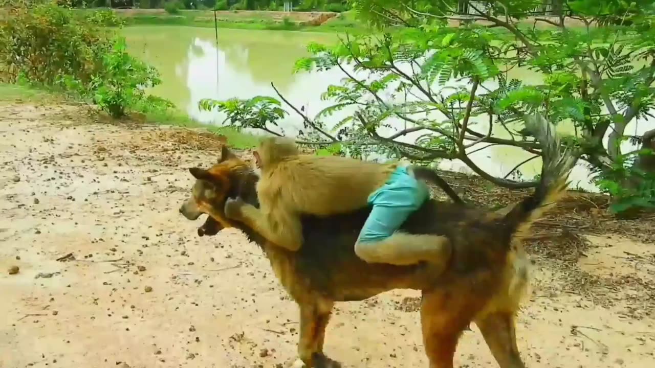 Monkey's Playful Ride: Dog Carries the Show Around the River!