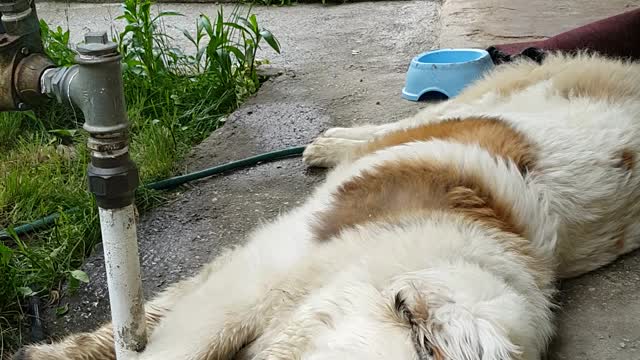 St bernard's sweet dream