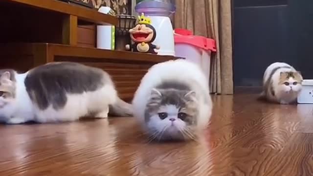 So cute cats