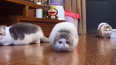 So cute cats