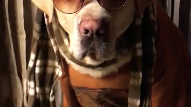 Sytlish labrador.