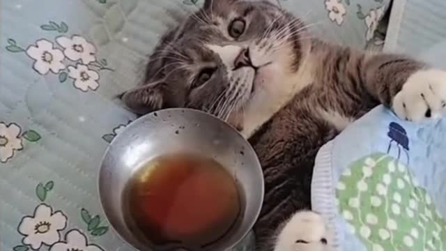 cats and dogs are cute when they are round